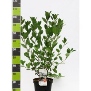 10 stk. Storfrugtet Surbær Potte 7,5 liter 80-100 cm.