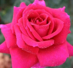 Big Purple rose