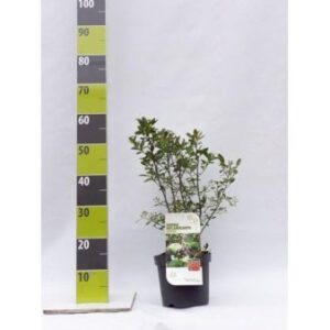 Storfrugtet Surbær Potte 3,0 Liter, 40-60 cm
