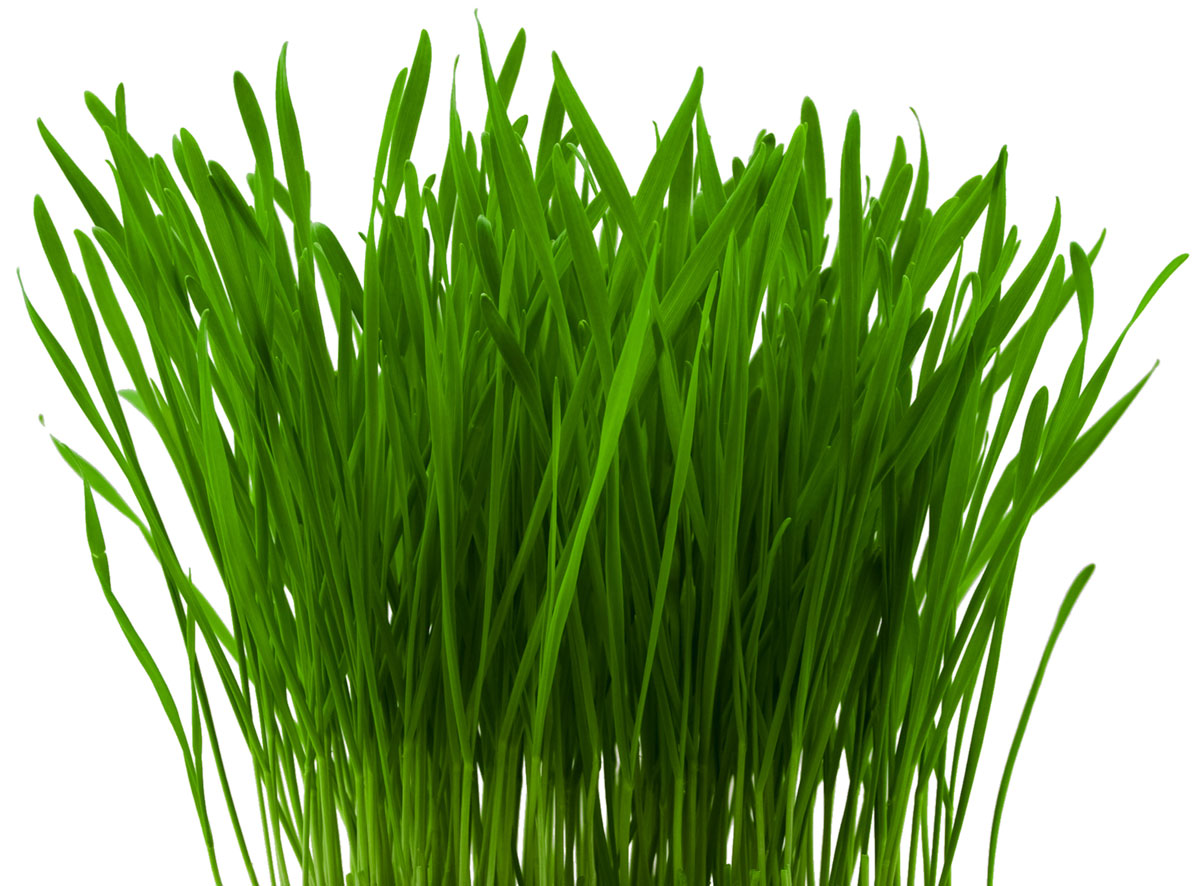 Hvedegræs er et næringsrigt kosttilskud