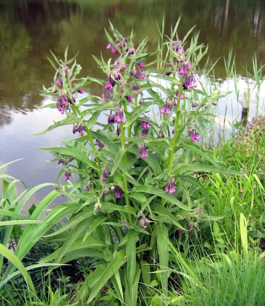 Lægekulsukker har en lang tradition i naturmedicinen